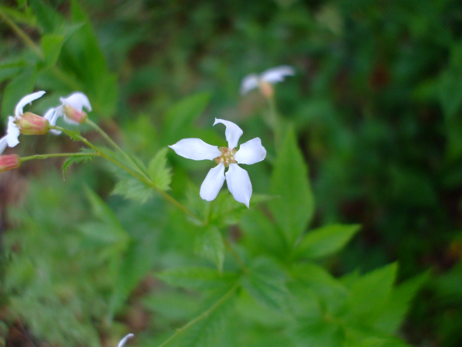 Gillenia trifoliata